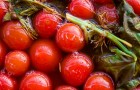 Сорт томата: Мэри f1